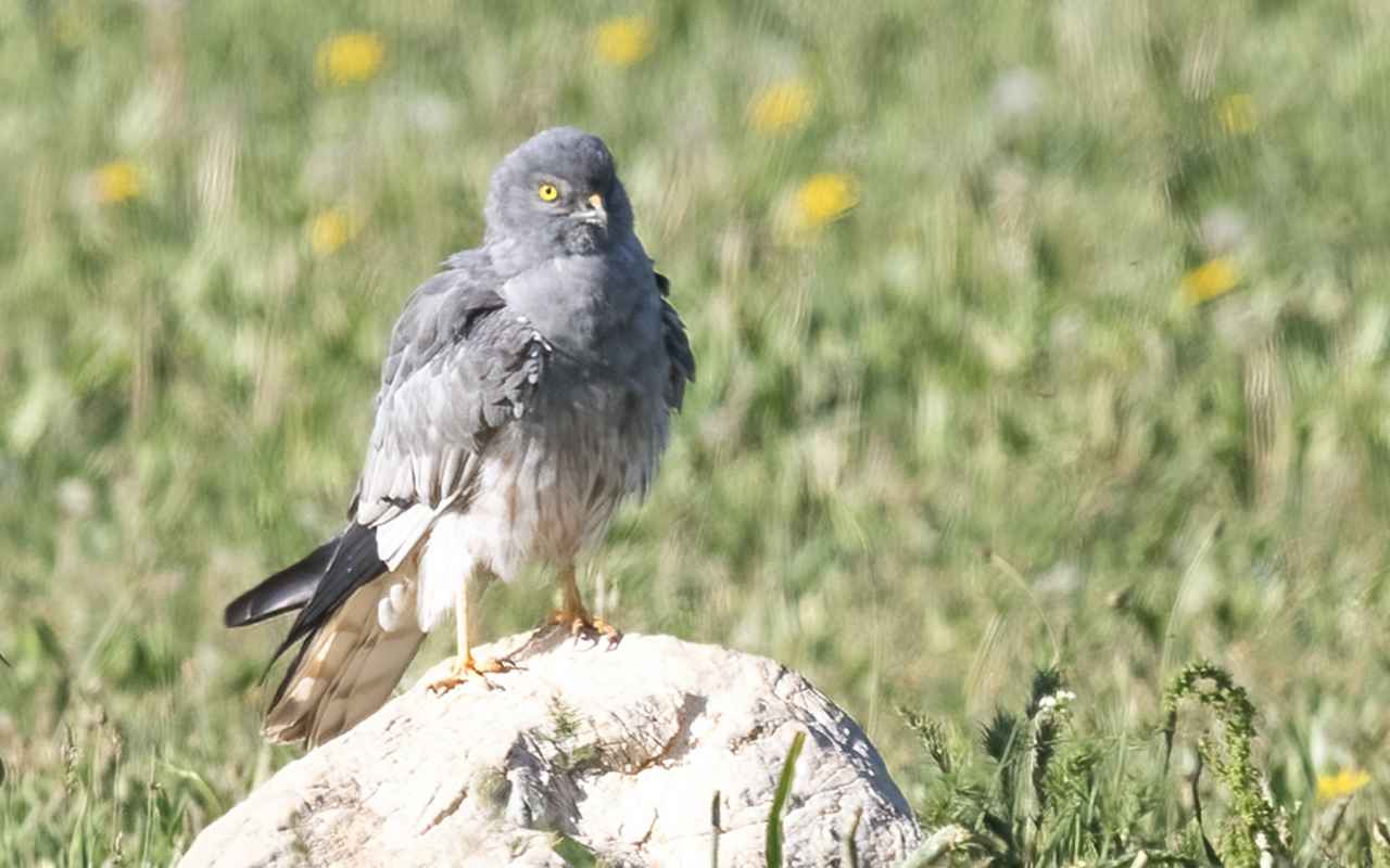 Montagu's Harrier